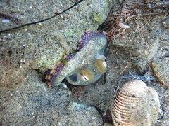 Octopus bimaculoides