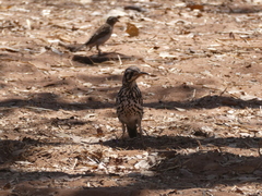 Gymnoris superciliaris