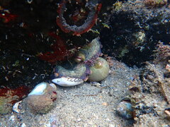 Octopus bimaculoides