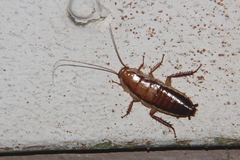 Drymaplaneta heydeniana