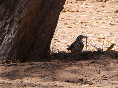 Turdus litsitsirupa