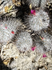 Mammillaria haageana meissneri