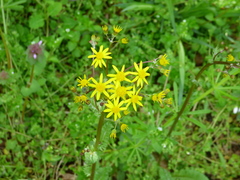 Packera obovata