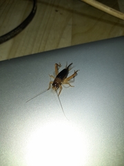 Anurogryllus arboreus