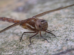 Rhionaeschna