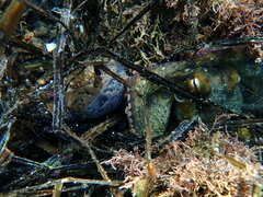 Octopus bimaculoides