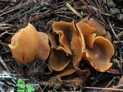 Otidea subformicarum