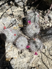 Mammillaria haageana meissneri