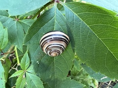 Cepaea