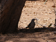 Turdus litsitsirupa