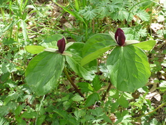 Trillium sessile