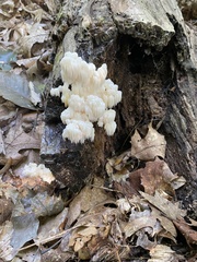 Hericium