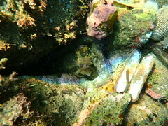 Octopus bimaculoides