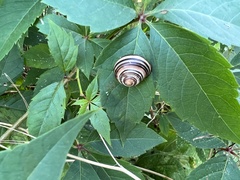 Cepaea