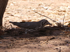 Turdus litsitsirupa