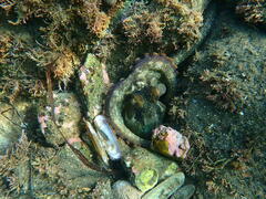 Octopus bimaculoides