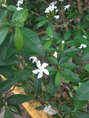 Tabernaemontana divaricata