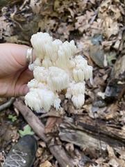 Hericium