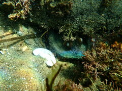 Octopus bimaculoides