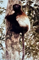 Propithecus edwardsi