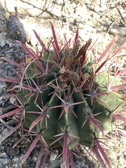 Ferocactus recurvus