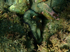 Octopus bimaculoides