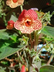 Kohleria