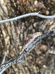 Stagmomantis limbata