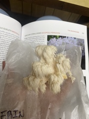 Hericium