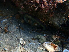 Octopus bimaculoides