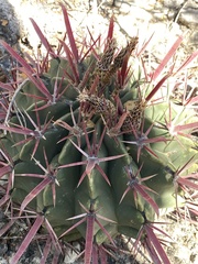 Ferocactus recurvus