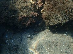 Octopus bimaculoides