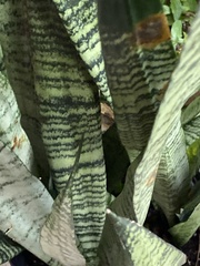 Sansevieria trifasciata