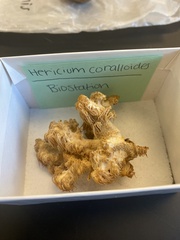 Hericium