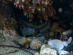 Octopus bimaculoides