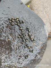 Nerita scabricosta