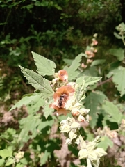 Sphaeralcea bonariensis