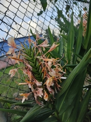 Hedychium