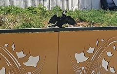 Microcarbo melanoleucos brevirostris