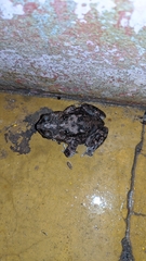 Rhinella granulosa
