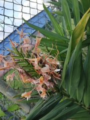 Hedychium