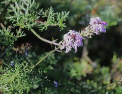 Glandularia aristigera