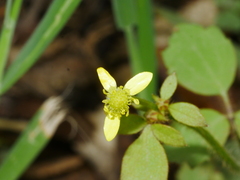 Ranunculus reflexus