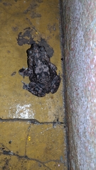 Rhinella granulosa