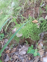 Lycopodium japonicum