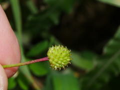 Ranunculus reflexus