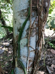 Acanthocereus tetragonus
