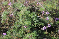 Glandularia aristigera