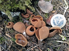 Otidea subformicarum