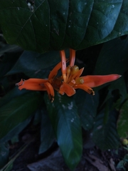 Heliconia psittacorum